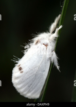Jaune mâle-tail Moth (Euproctis similis, alias Goldtail Moth ou Swan) en posant sur un brin d'herbe Banque D'Images