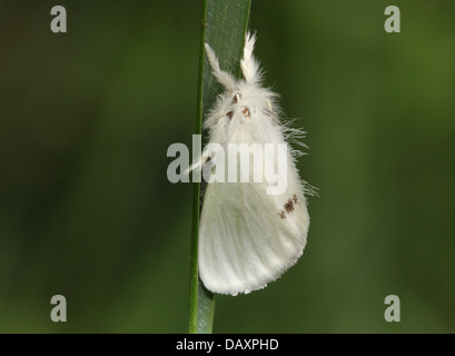 Jaune mâle-tail Moth (Euproctis similis, alias Goldtail Moth ou Swan) en posant sur un brin d'herbe Banque D'Images