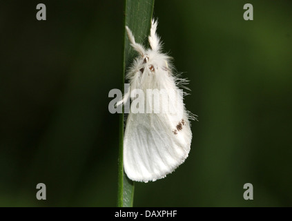 Jaune mâle-tail Moth (Euproctis similis, alias Goldtail Moth ou Swan) en posant sur un brin d'herbe Banque D'Images