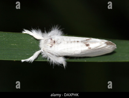 Jaune mâle-tail Moth (Euproctis similis, alias Goldtail Moth ou Swan) en posant sur un brin d'herbe Banque D'Images