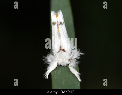 Jaune mâle-tail Moth (Euproctis similis, alias Goldtail Moth ou Swan) en posant sur un brin d'herbe Banque D'Images