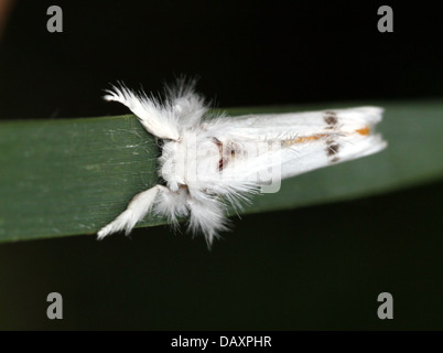 Jaune mâle-tail Moth (Euproctis similis, alias Goldtail Moth ou Swan) en posant sur un brin d'herbe Banque D'Images