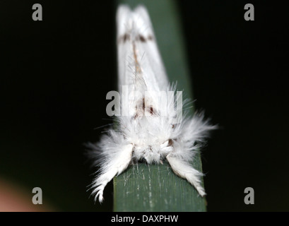 Jaune mâle-tail Moth (Euproctis similis, alias Goldtail Moth ou Swan) en posant sur un brin d'herbe Banque D'Images