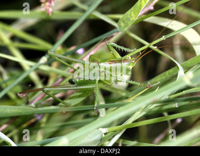 Close-up of Bush Vert des Hautes Terres (Tettigonia cantans Cricket) à se cacher dans l'herbe Banque D'Images