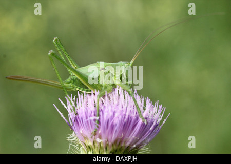 Close-up of Bush Vert des Hautes Terres (Tettigonia cantans Cricket) sur une fleur de chardon Banque D'Images