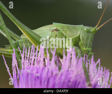 Close-up of Bush Vert des Hautes Terres (Tettigonia cantans Cricket) sur une fleur de chardon Banque D'Images