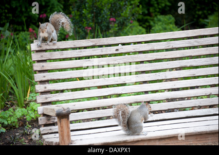 L'alimentation de l'écureuil l'écrou sur le banc de parc close up squirrel écureuil courir sur l'herbe manger paire deux écureuils jouant sur banc de parc Banque D'Images