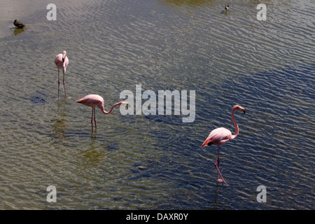 Les flamants roses, Phoenicopterus ruber, lagon d'eau salée, l'île Isabela, îles Galapagos, Equateur Banque D'Images