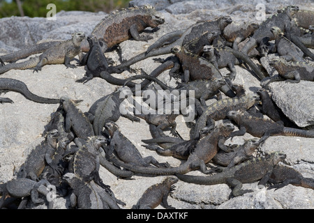 Iguane marin, Amblyrhynchus cristatus, Punta Mangle, Fernandina Island, îles Galapagos, Equateur Banque D'Images