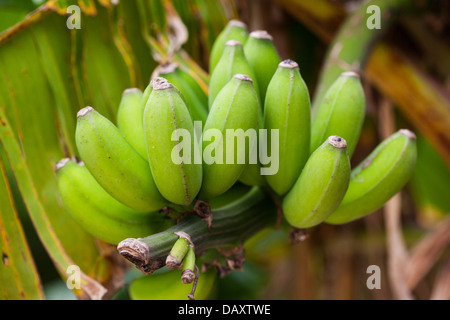 Un tas de bananes vertes poussant sur un arbre. Selective focus sur les fruits les plus proches. Banque D'Images