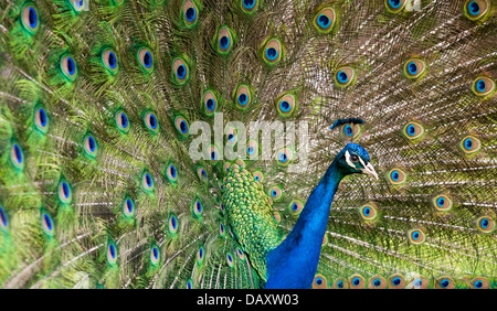 Close-up of Peacock affichant des ailes Banque D'Images