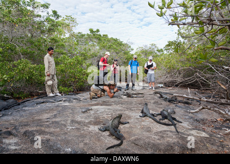 Iguane marin, Amblyrhynchus cristatus, Punta Espinoza, Fernandina Island, îles Galapagos, Equateur Banque D'Images