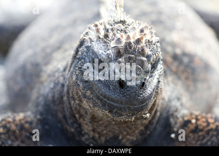 Iguane marin, Amblyrhynchus cristatus, Punta Espinoza, Fernandina Island, îles Galapagos, Equateur Banque D'Images