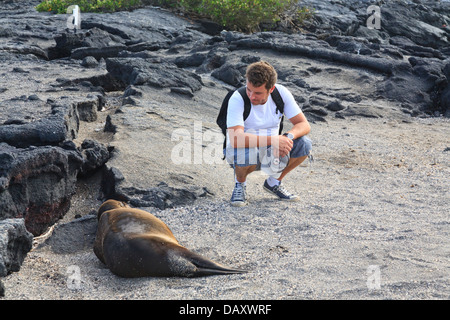 Lion de mer Galapagos, Zalophus wollebaeki, Punta Espinoza, Fernandina Island, îles Galapagos, Equateur Banque D'Images