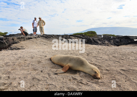 Lion de mer Galapagos, Zalophus wollebaeki, Punta Espinoza, Fernandina Island, îles Galapagos, Equateur Banque D'Images