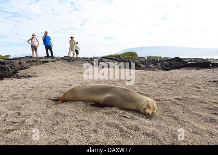 Lion de mer Galapagos, Zalophus wollebaeki, Punta Espinoza, Fernandina Island, îles Galapagos, Equateur Banque D'Images