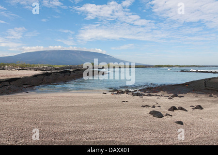 Vue vers le volcan de Darwin, de Punta Espinoza, Fernandina Island, îles Galapagos, Equateur Banque D'Images