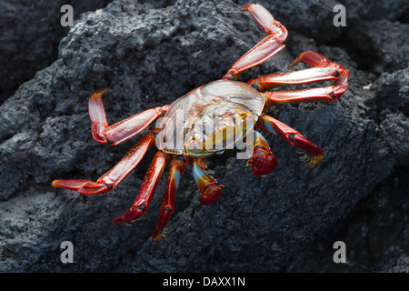 Sally Lightfoot, Crabe Grapsus grapsus, Punta Espinoza, Fernandina Island, îles Galapagos, Equateur Banque D'Images