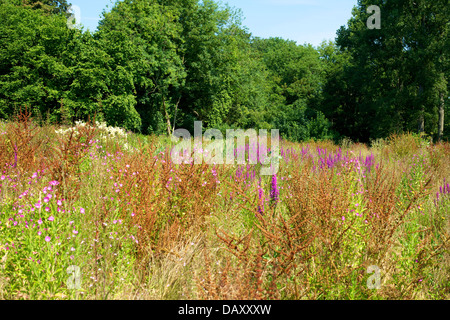 Une zone humide prairie de la salicaire Lythrum salicaria et roselières sur les rives de la rivière Mole à Betchworth à Surrey Banque D'Images