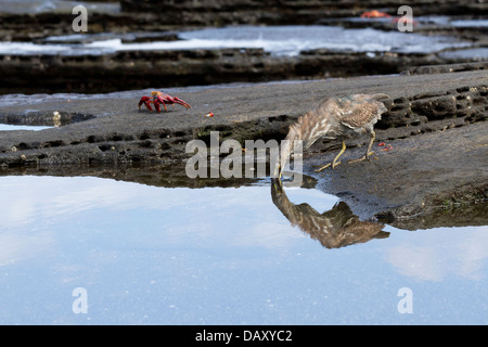 Heron Butorides sundevalli, lave, aussi connu comme le héron des Galapagos, l'île de Santiago, Puerto Egas, îles Galapagos, Equateur Banque D'Images