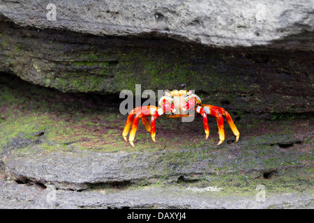 Sally Lightfoot, Crabe Grapsus grapsus, Puerto Egas, l'île de Santiago, îles Galapagos, Equateur Banque D'Images