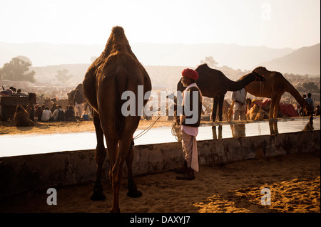 Les chameaux d'un creux de l'eau potable, Pushkar Camel Fair, Pushkar, Ajmer, Rajasthan, Inde Banque D'Images