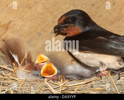 Close up détaillées d'un parent l'hirondelle rustique (Hirundo rustica) nourrir les jeunes au nid une délicieuse collation Banque D'Images