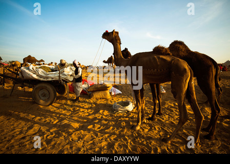 Scène à Pushkar Camel Fair, lac Pushkar, Pushkar, Ajmer, Rajasthan, Inde Banque D'Images