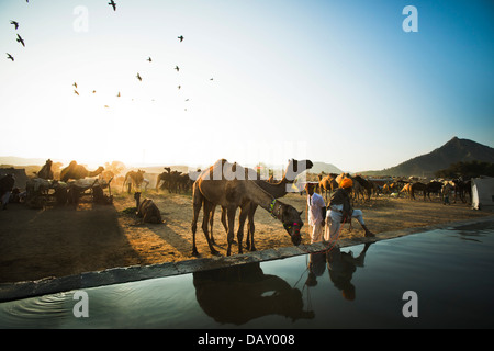 L'eau potable de chameau d'un creux, Pushkar Camel Fair, Pushkar, Ajmer, Rajasthan, Inde Banque D'Images