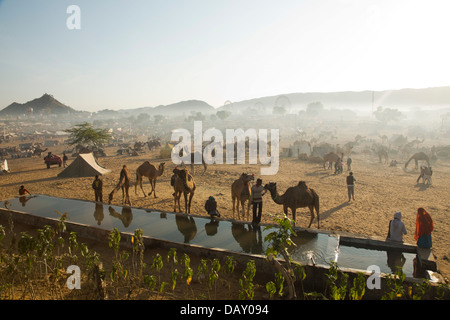 Scène à Pushkar Camel Fair, Pushkar, Ajmer, Rajasthan, Inde Banque D'Images