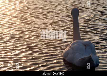 White Swan gracieux au coucher du soleil sur l'eau seul golden swan Banque D'Images