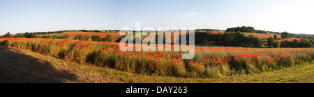 Vue panoramique des champs de pavot (Papaver somniferum ) Banque D'Images