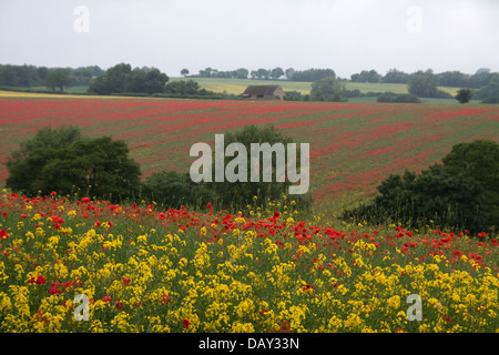 Des champs de pavot (Papaver somniferum ) Banque D'Images