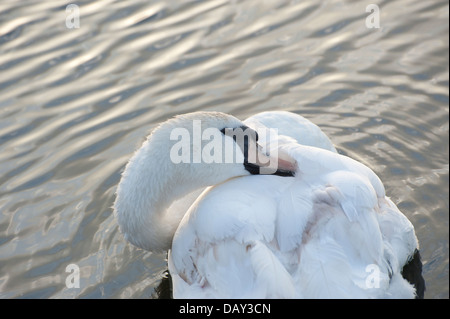 Cygnet White Swan le toilettage sur Kensington Palace Garden lake Banque D'Images