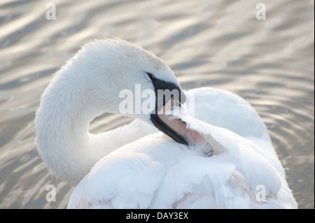 Cygnet White Swan le toilettage sur Kensington Palace Garden lake Banque D'Images