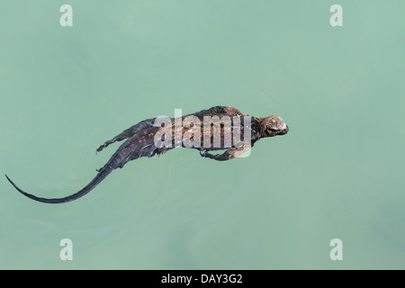 Iguane marin, Amblyrhynchus cristatus, natation, l'île de Santa Cruz, Galapagos, Equateur Banque D'Images