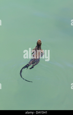 Iguane marin, Amblyrhynchus cristatus, natation, l'île de Santa Cruz, Galapagos, Equateur Banque D'Images