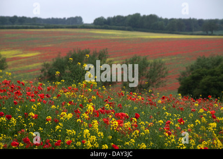 Des champs de pavot (Papaver somniferum ) Banque D'Images