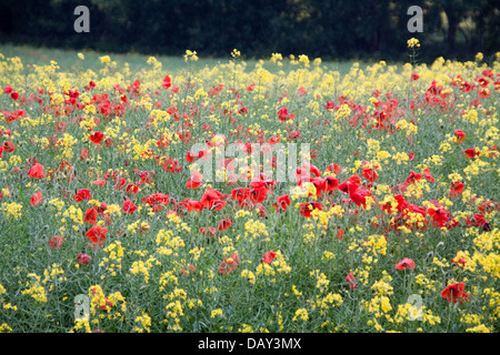 Des champs de pavot (Papaver somniferum ) Banque D'Images