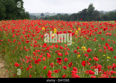 Des champs de pavot (Papaver somniferum ) Banque D'Images