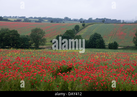 Des champs de pavot (Papaver somniferum ) Banque D'Images