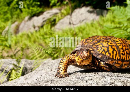 Tortue tabatière Banque D'Images