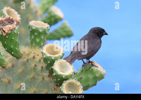 Grand Cactus Finch, Geospiza conirostris, San Cristobal Island, îles Galapagos, Equateur Banque D'Images