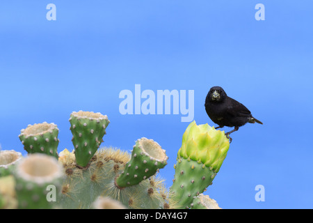 Grand Cactus Finch, Geospiza conirostris, San Cristobal Island, îles Galapagos, Equateur Banque D'Images