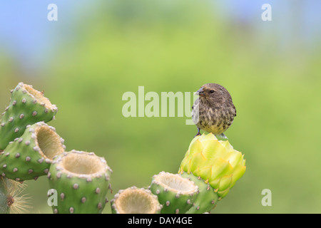 Grand Cactus Finch, Geospiza conirostris, San Cristobal Island, îles Galapagos, Equateur Banque D'Images