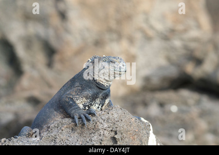 Iguane marin, Amblyrhynchus cristatus, San Cristobal Island, îles Galapagos, Equateur Banque D'Images