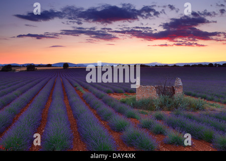 Champ de lavande au coucher du soleil. Provence, France. Banque D'Images