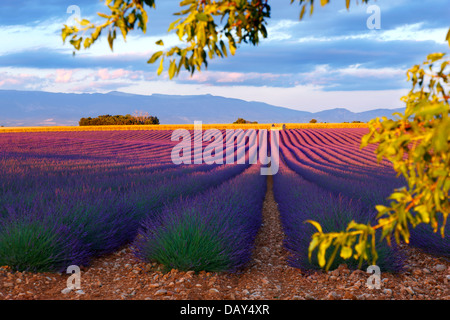 Beau champ de lavande en Provence, France. Banque D'Images