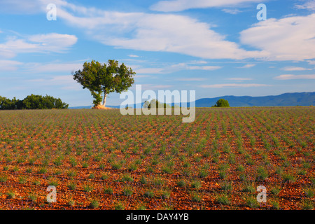 Champ de lavande, Provence Banque D'Images