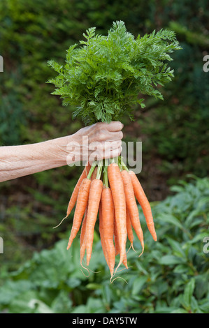 Woman's hand holding a bouquet de carottes fraîchement sélectionné Banque D'Images